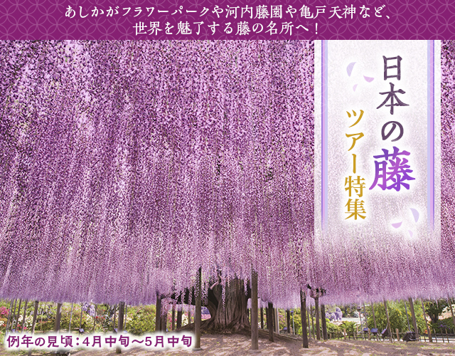 【東京23区発】2024年 バスツアーで行く藤の花ツアー・旅行