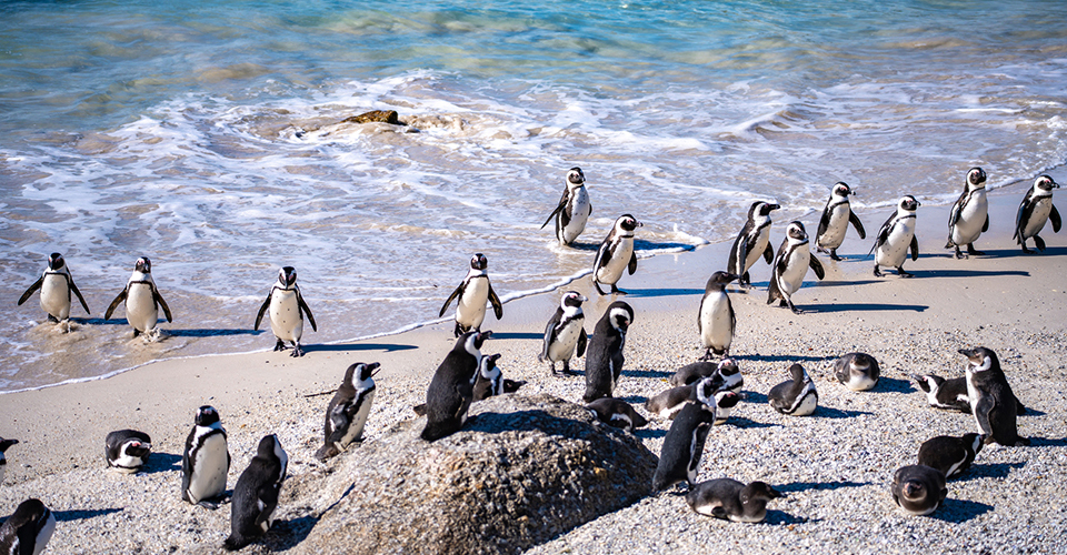 ボルダーズビーチ（イメージ）