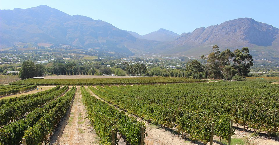 ワインランド（イメージ）