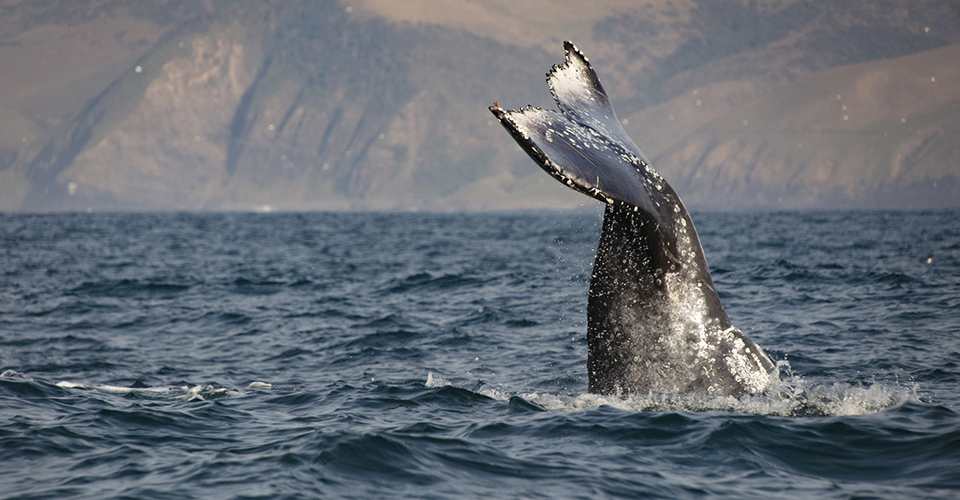 ホエールウォッチング（イメージ）