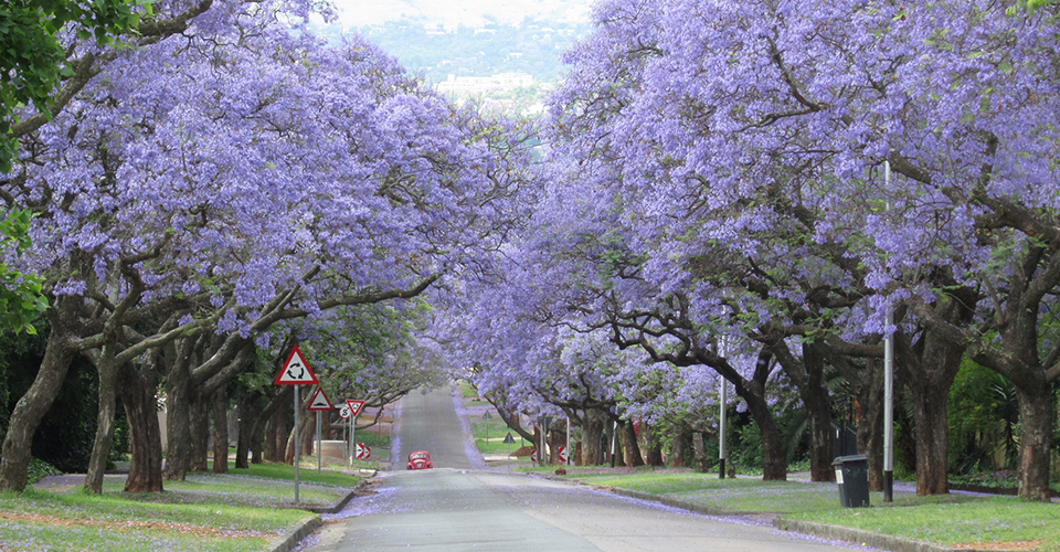 プレトリア・ジャカランダの並木道（イメージ）