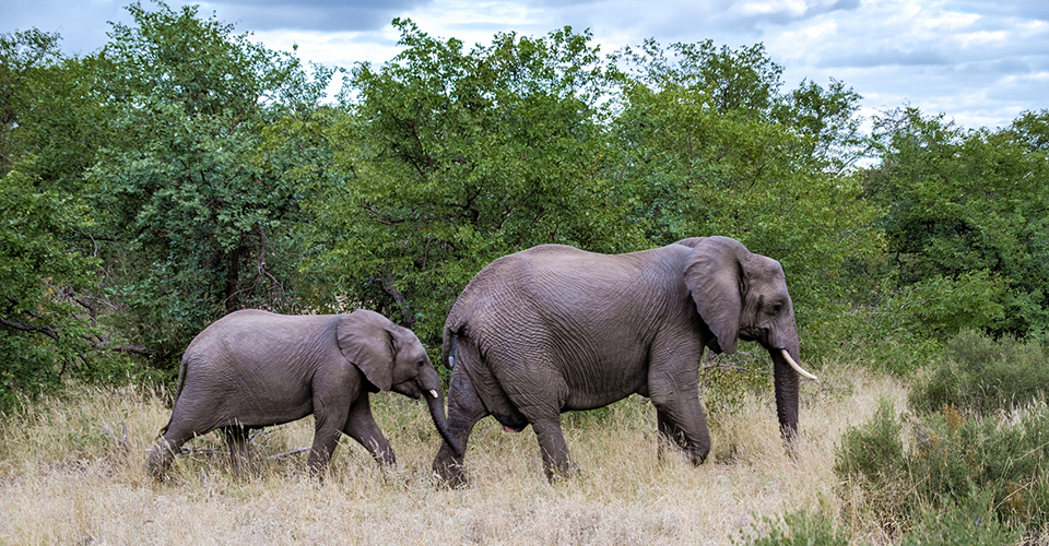 クルーガー国立公園（イメージ）