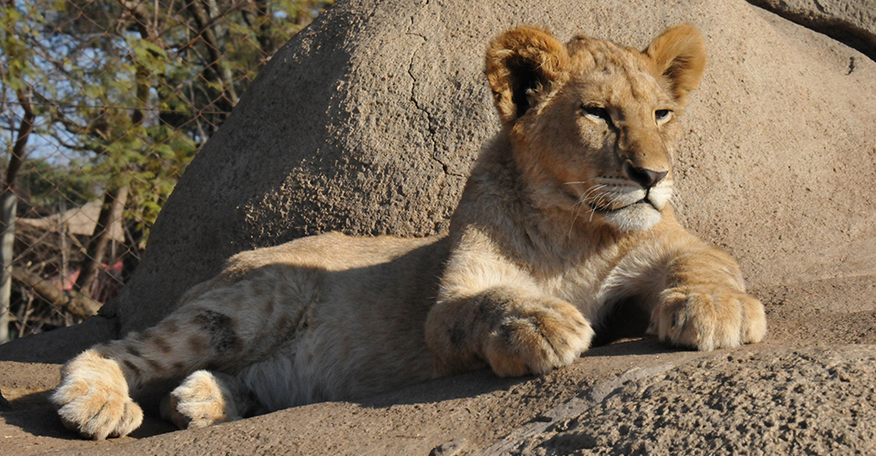ライオンパークの仔ライオン（イメージ）