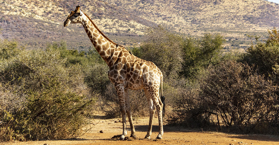 ピーランズバーグ国立公園（イメージ）