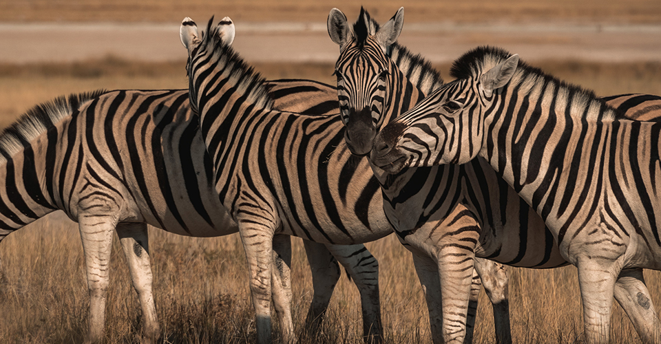 スタンレー私営保護区（イメージ）