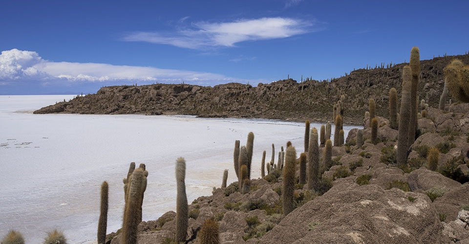 インカワシ（イメージ）