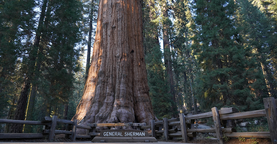 セコイア国立公園（イメージ）
