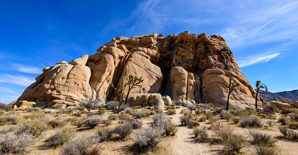 ジョシュア・ツリー国立公園（イメージ）