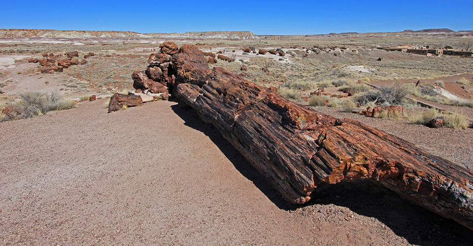 化石の森国立公園（イメージ）