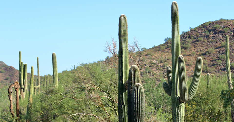 サワロ国立公園（イメージ）