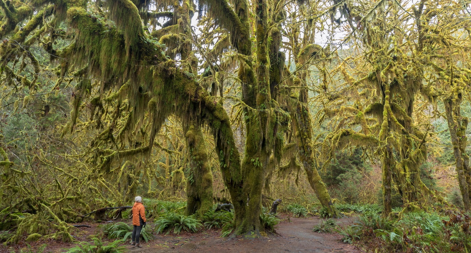 オリンピック国立公園（ワシントン州観光局提供/イメージ）