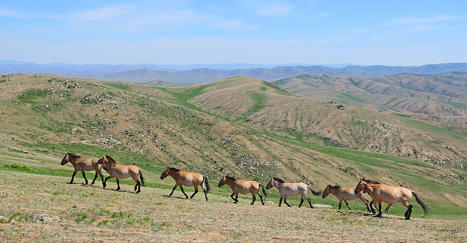 ホスタイ国立公園（イメージ）