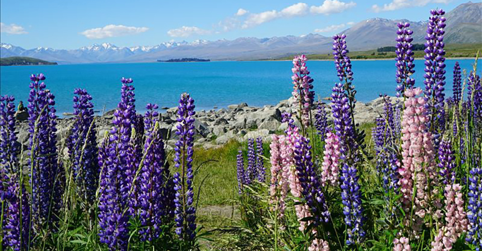 満開のルピナスとテカポ湖　※お客様撮影写真：茨城県在住・上野実行さんの作品