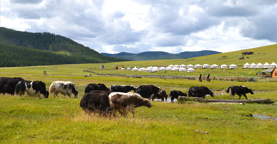 ヤク・ゲル・草原の風景（イメージ）　※お客様撮影写真：京都府在住・内田正子さんの作品