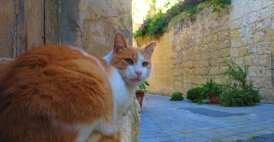 スリーシティーズ（イメージ）