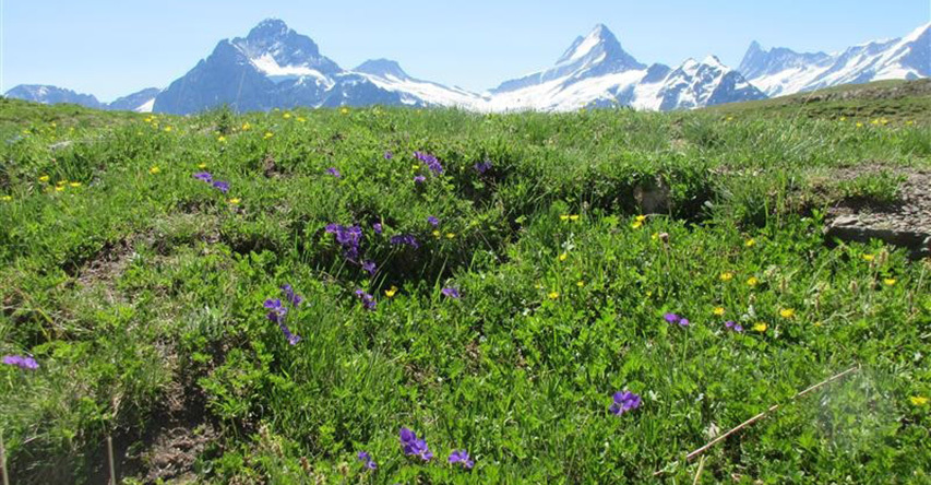 お花畑とアルプスの湖（イメージ）