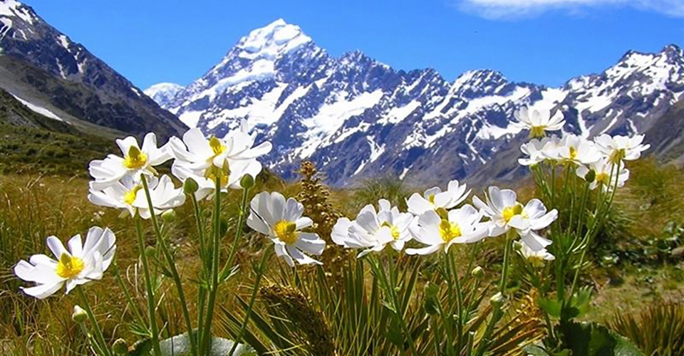 マウントクックとマウントクックリリー（イメージ）