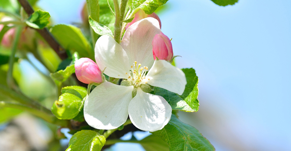 リンゴの花（イメージ）