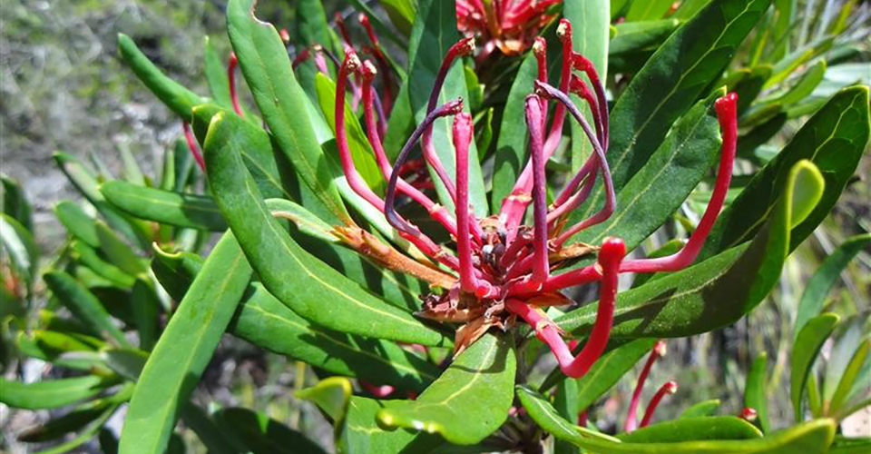 固有種のタスマニア・ワラタ（イメージ）