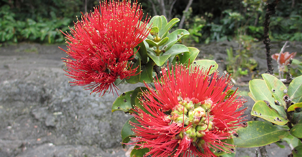 溶岩に咲くオヒアレフア（イメージ）