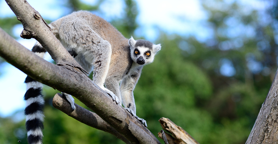 ワオキツネザル（イメージ）