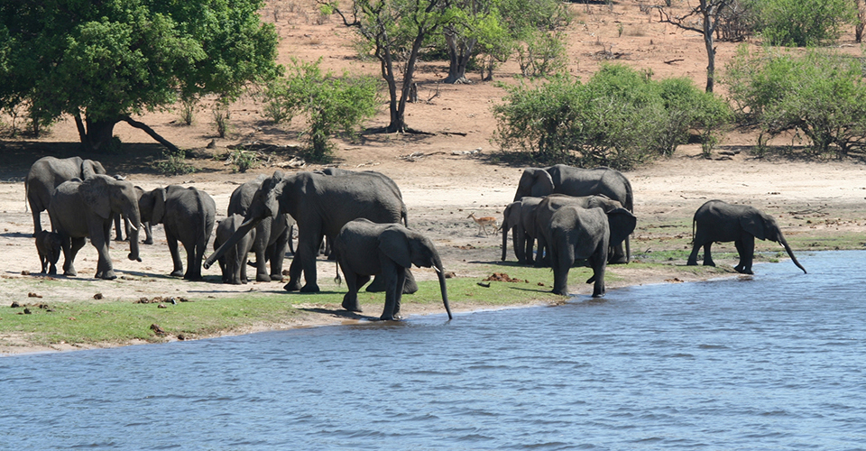 チョベ国立公園（イメージ）