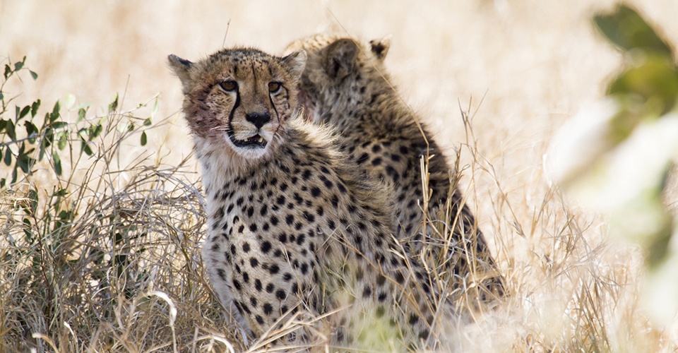 チーター（イメージ）