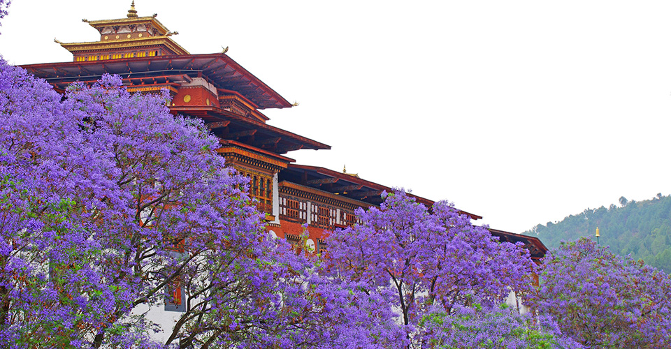 ジャカランダが咲き誇るプナカ・ゾン（イメージ）