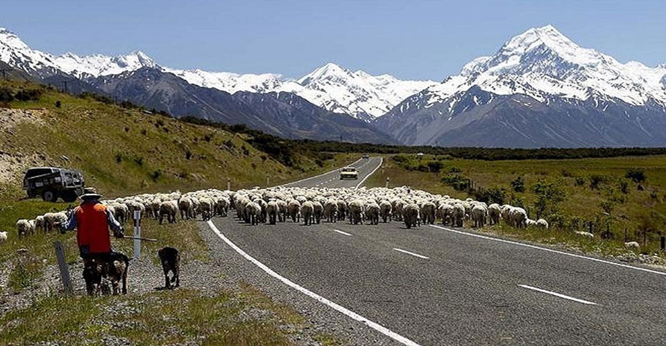 羊の群れと世界遺産マウントクック（イメージ）