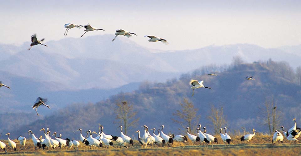 江原道・渡り鳥（写真提供：韓国観光公社）