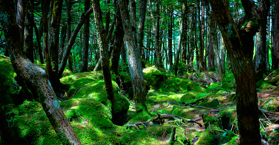 白駒池「苔の森」（イメージ）