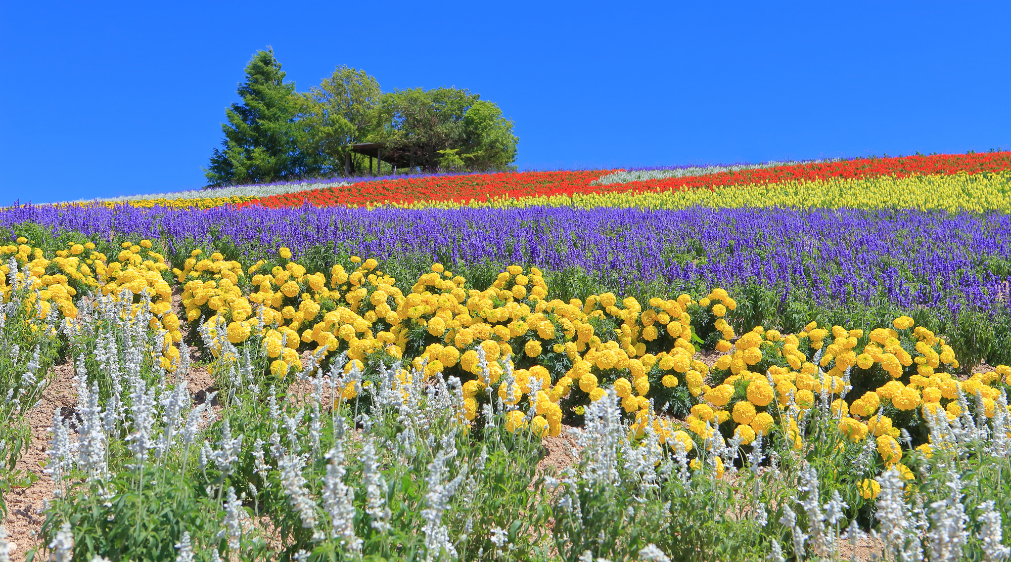 かんのファーム（写真は夏のイメージ）