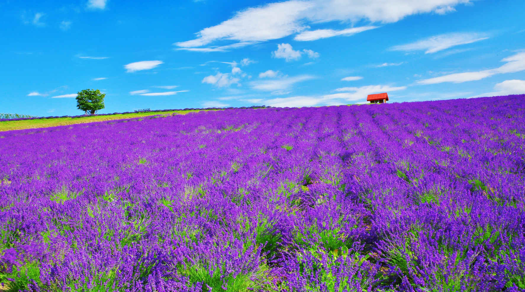 日の出公園ラベンダー園（写真は夏のイメージ）