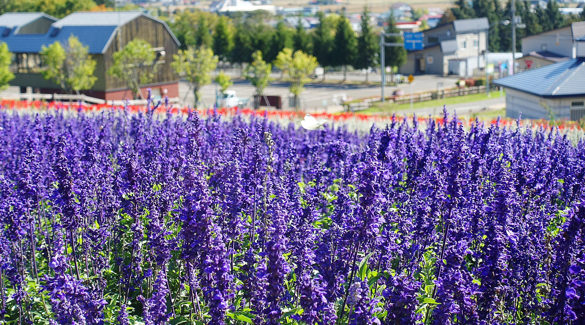 北星山ラベンダー園（写真は夏のイメージ）