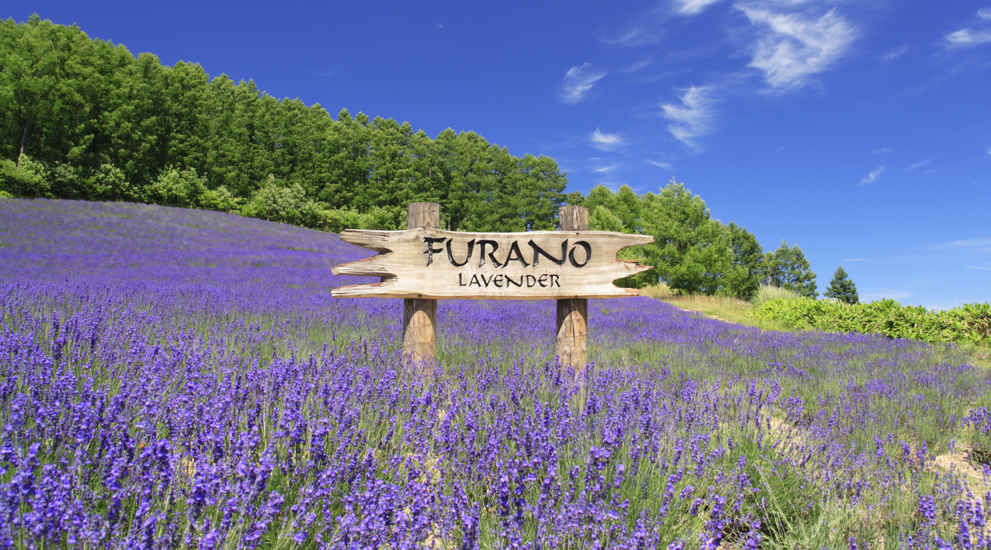 ふらのぶどうヶ丘公園（写真は夏のイメージ）