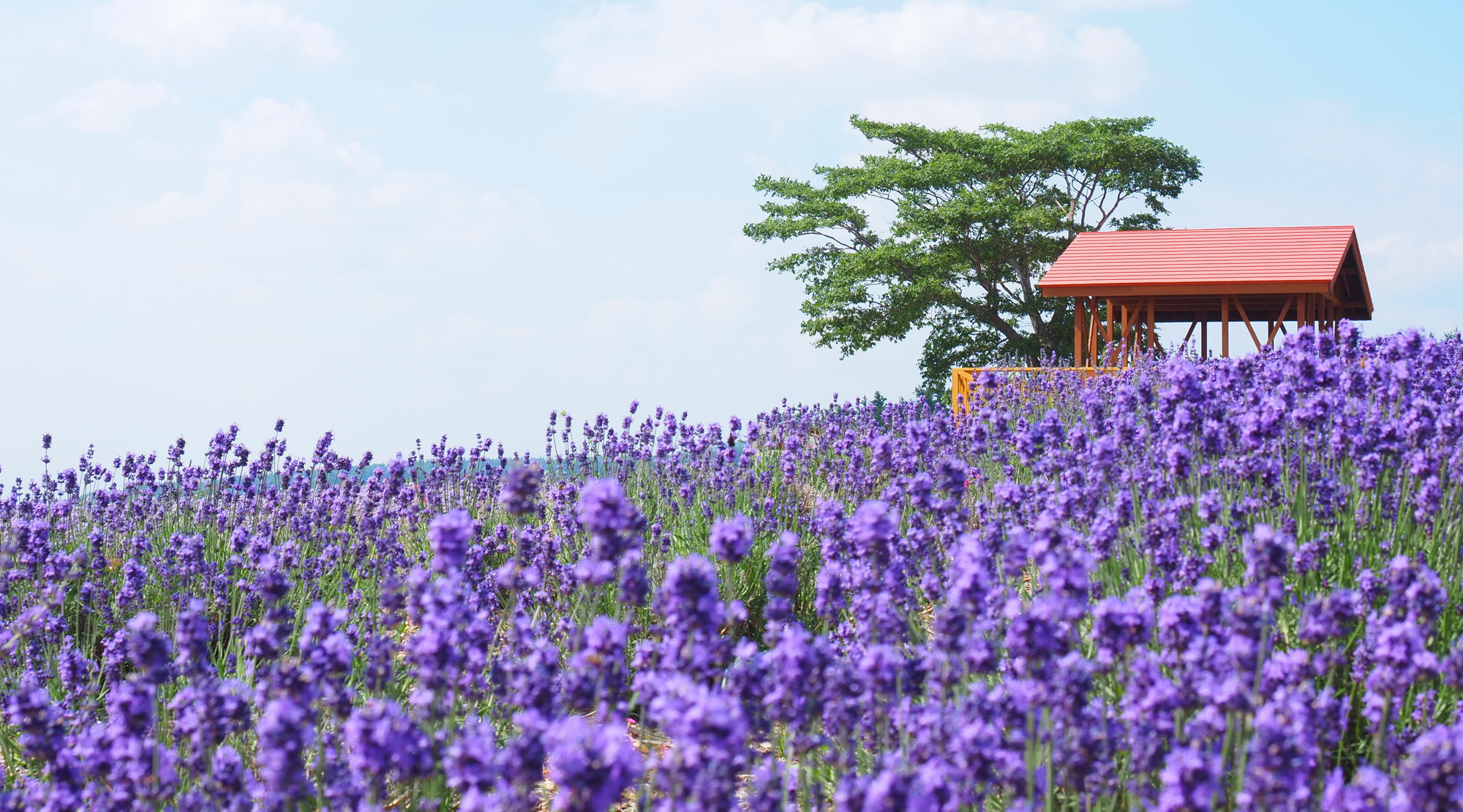 麓郷展望台（夏のイメージ）