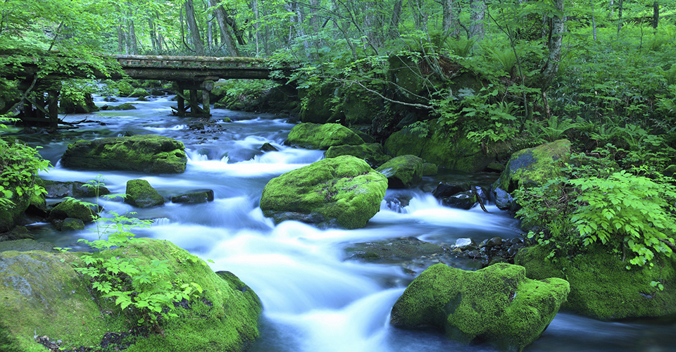 奥入瀬渓流（イメージ）