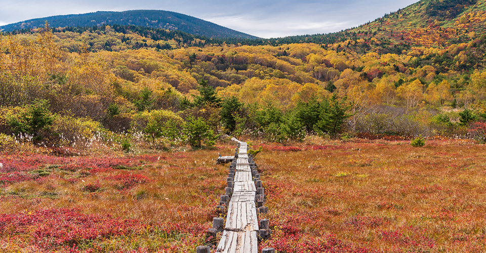 浄土平湿原（イメージ）