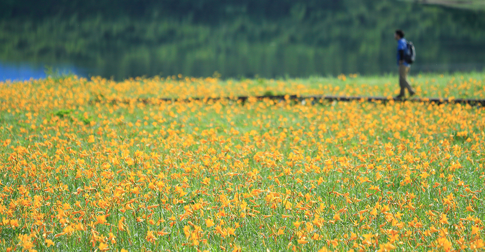 雄国沼湿原（イメージ）
