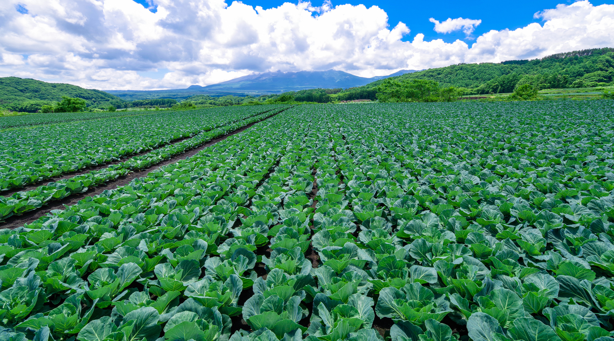 嬬恋村（イメージ）