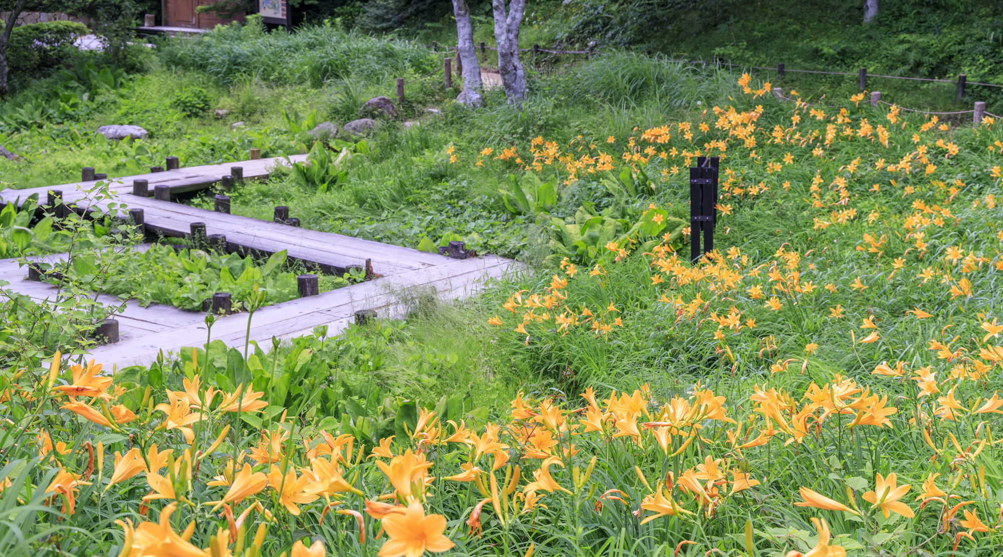 六甲高山植物園（イメージ）