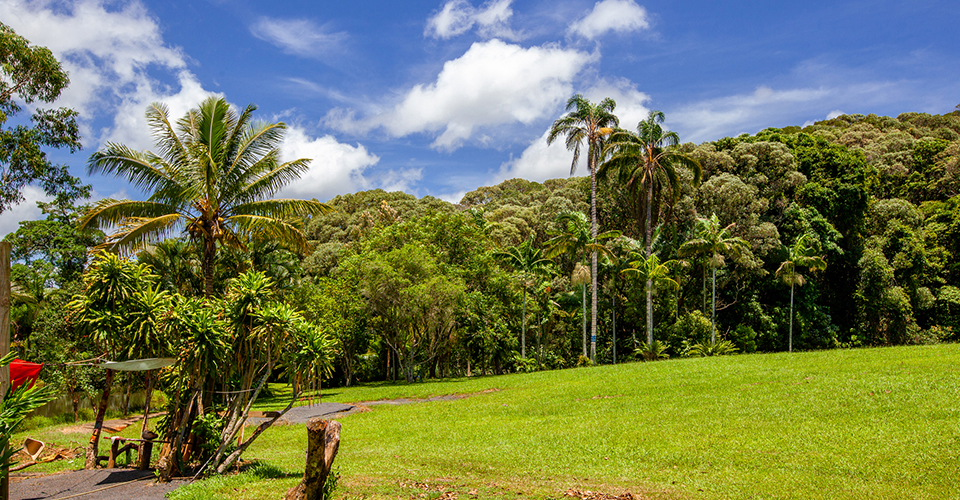 キュランダ（イメージ）