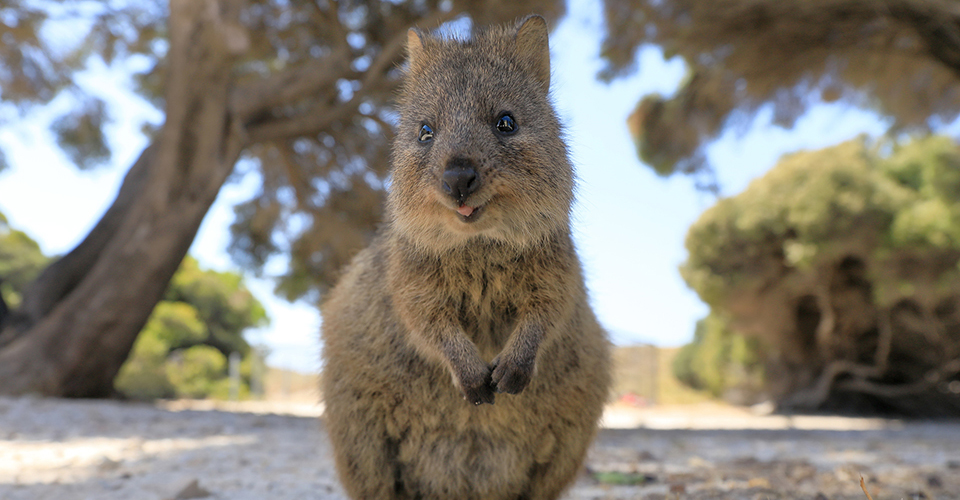ロットネスト島（イメージ）