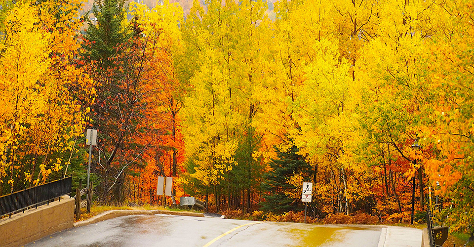 メープル街道（イメージ）