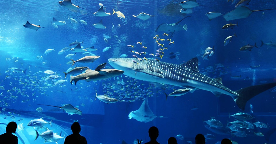 美ら海水族館　お客様写真：上田照二様 千葉県在住