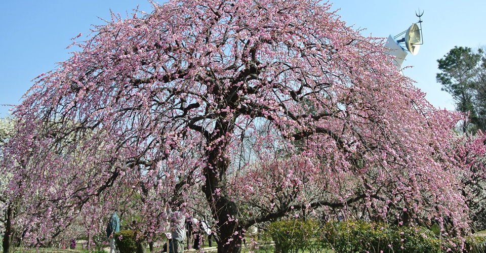 万博記念公園の桜（イメージ）お客様撮影写真　奈良県在住・PNたいすけ様