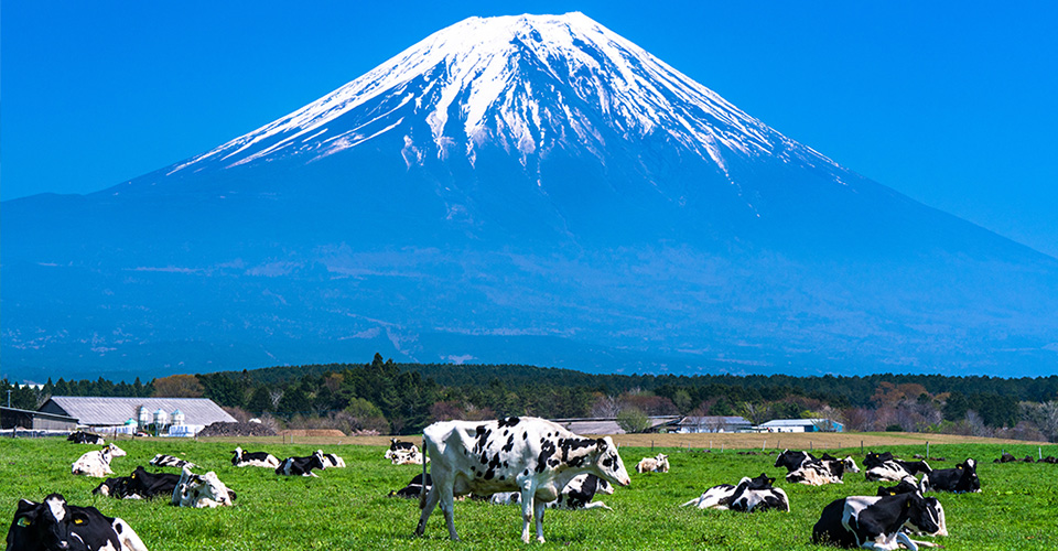 朝霧高原の牧場から見る富士山(イメージ)