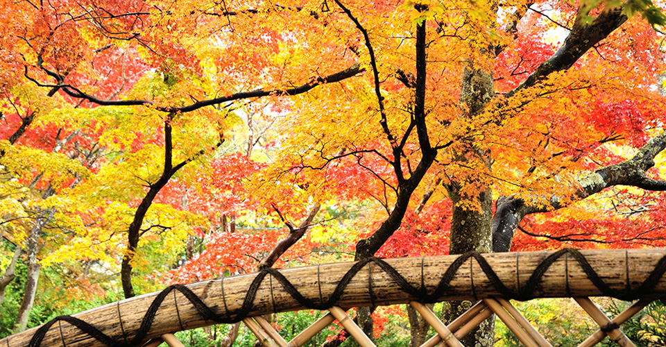 箱根美術館の紅葉(イメージ)