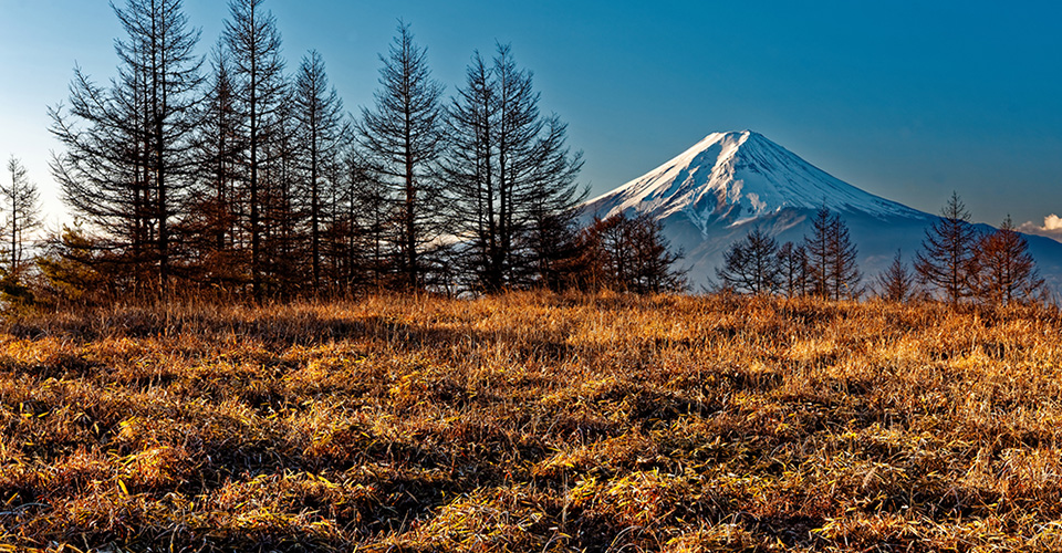 三ツ峠のカラマツ林と富士山(イメージ)
