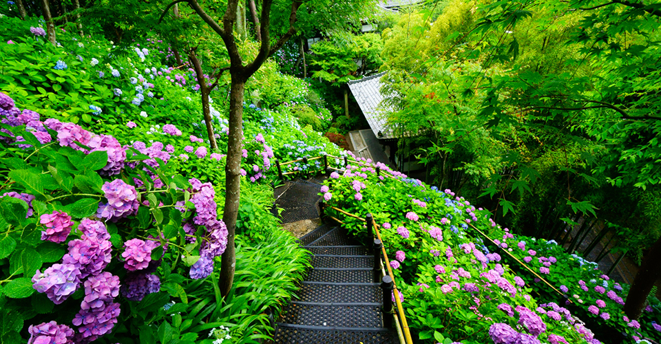 境内に咲くアジサイ(イメージ)　アジサイの見頃：例年：5月下旬～6月下旬﻿　写真提供：鎌倉長谷寺　